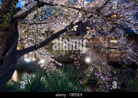 Cherry Blossom entlang der Shirakawa Fluss Kyoto, Japan Stockfoto