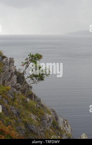 Einsame Eberesche (Sorbus aucuparia) auf einem Kalkfelsen am Meer auf einem Regen Herbst Tag. Loch Slapin, Isle of Skye, Schottland, Großbritannien. Stockfoto