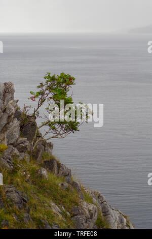 Einsame Eberesche (Sorbus aucuparia) auf einem Kalkfelsen am Meer auf einem Regen Herbst Tag. Loch Slapin, Isle of Skye, Schottland, Großbritannien. Stockfoto