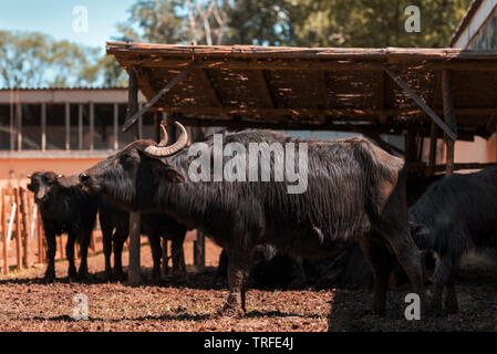 Inländische Wasserbüffel (Bubalus bubalis") männliche Rinder Farm Stockfoto