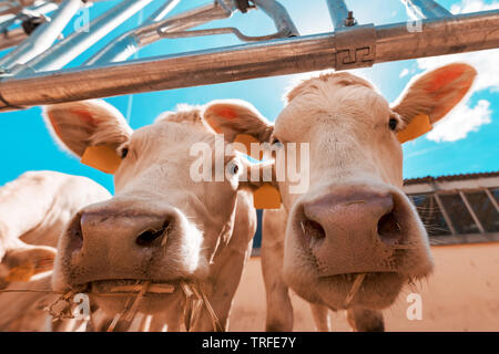 Lustige neugierige Kühe auf Milchvieh farm Kamera suchen, Low Angle View mit selektiven Fokus Stockfoto