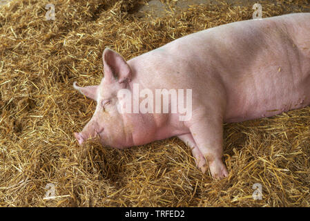 Schwein schlafen im Schweinestall auf Heu, nach inländischen farm animal ruht im Schweinestall Stockfoto