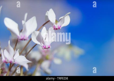 Die weißen Blüten der wilden Alpenveilchen oder alpinen Violett close-up vor blauem Himmel Stockfoto