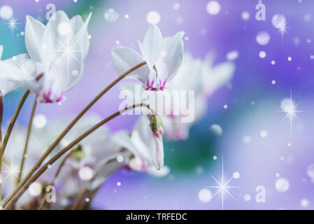 Die weißen Blüten der wilden Alpenveilchen oder alpinen Violett close-up vor blauem Himmel Stockfoto