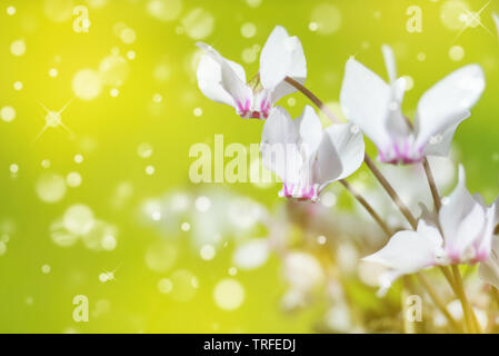 Die weißen Blüten der wilden Alpenveilchen oder alpinen Violett close-up gegen einen verschwommenen gelb-grünen Hintergrund Stockfoto