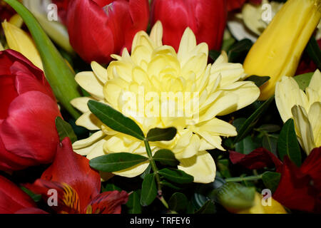 Helle Blumenstrauß aus verschiedenen Blumen. Mischung aus verschiedenen Farben der künstliche Nelken, für die Dekoration Stockfoto