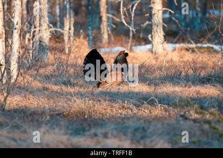 Auerhahn [Tetrao urogallus] - Rovaniemi, Finnland Stockfoto