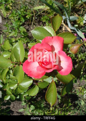 Close-up schöne rosa Rose in einem Garten. Schönen blühenden zarten rosa Rose auf einen dunkelgrünen Hintergrund. Konzept für Liebe in Valentinstag Stockfoto