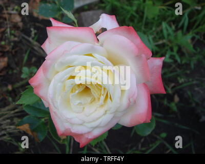 Close-up schöne rosa Rose in einem Garten. Schönen blühenden zarten rosa Rose auf einen dunkelgrünen Hintergrund. Konzept für Liebe in Valentinstag Stockfoto