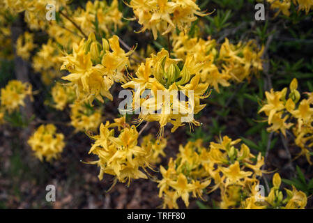 Leuchtend gelb blühende Azalee im Cairngorms Nationalpark, Schottland, Großbritannien. Stockfoto