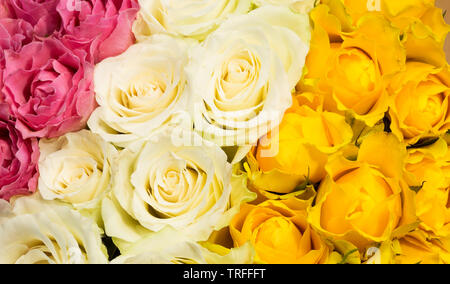 Bunte Rosen in der Nähe als Hintergrund Stockfoto