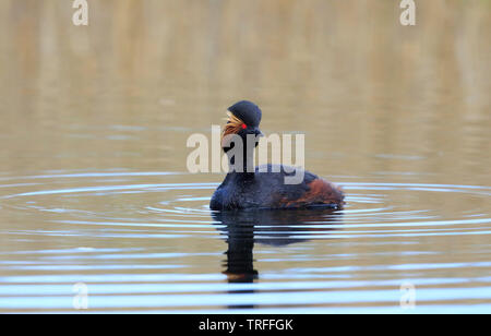 Schwarzhalstaucher [Podiceps nigricollis] - RSPB St. Aidan's, Wakefield, West Yorkshire, UK Stockfoto