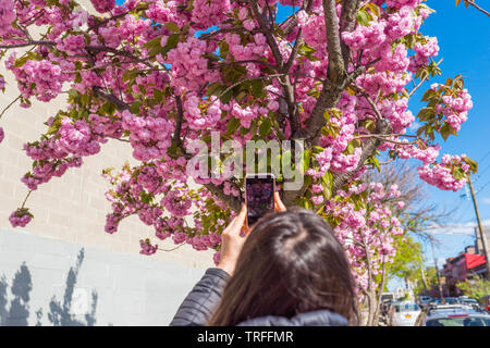 Fröhlichen Blüten in Red Hook in Brooklyn Stockfoto