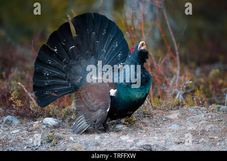 Auerhahn [Tetrao urogallus] - Rovaniemi, Finnland Stockfoto