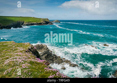 Meer Sparsamkeit Armeria maritima wächst an den wild zerklüfteten Küste bei Polly Porth Witz in Newquay in Cornwall. Stockfoto