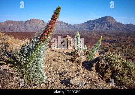 Turm von Juwelen (Echium wildpretii) Pflanze, endemische Arten auf der Insel Teneriffa Teide Nationalpark, Spanien. Stockfoto