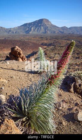 Turm von Juwelen (Echium wildpretii) Pflanze, endemische Arten auf der Insel Teneriffa Teide Nationalpark, Spanien. Stockfoto