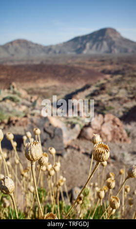 Getrocknete Blüten in den Teide Nationalpark bei Sonnenuntergang, geringe Tiefenschärfe, Teneriffa, Spanien. Stockfoto