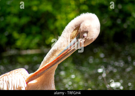 Der Pelikan Stockfoto