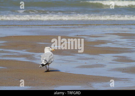 Mouette sur la Plage. Knokke-Le-zoute. Belgique. Stockfoto