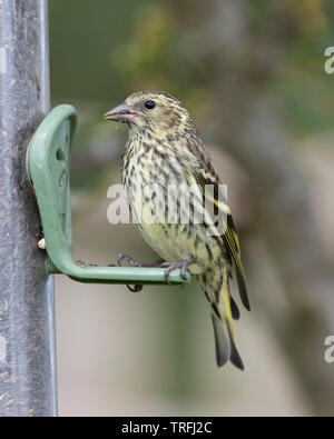 Europäische Siskin Jugendkriminalität, Carduelis spinus, auf einem nijer Garten des Schrägförderers Stockfoto