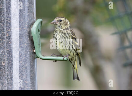 Europäische Siskin Jugendkriminalität, Carduelis spinus, auf einem nijer Garten des Schrägförderers Stockfoto