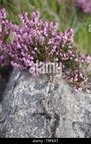 Heidekraut (Calluna vulgaris) auf mittleren Jura Lias Kalkstein Felsen wächst. Loch Slapin, Isle of Skye, Schottland, Großbritannien. Stockfoto