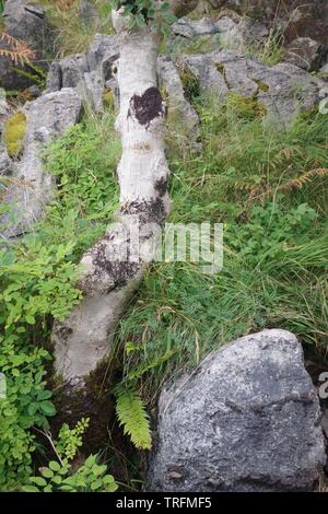 Rowan Tree und Vegetation auf der Bank eines Brennen durch mittleren Jura Lias Kalkstein zutage. Loch Slapin, Isle of Skye, Schottland, Großbritannien. Stockfoto