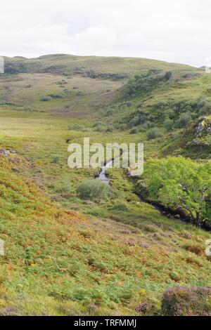 Einsame Eberesche (Sorbus aucuparia) entlang einer Brennen durch die Heide. Isle of Skye, Schottland, Großbritannien. Stockfoto