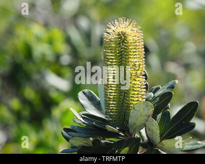 Gelbe Küste Banksia, Banksia integrifolia, Blumenspitze Stockfoto