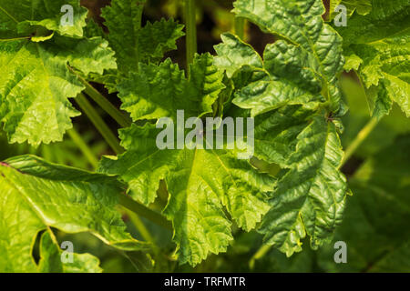 Blätter von Lady Finger, rufen auch Okra ist eine blühende Pflanze im mallow Familie. Lady Finger Landwirtschaft, Nepal. Stockfoto