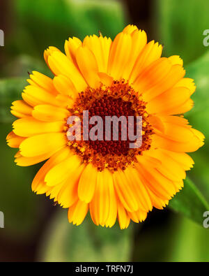 Gelbe zinnia Blume. Schöne zinnia Blumen auf grünem Blatt hintergrund. Nahaufnahme von zinnia Blumen im Garten. Stockfoto