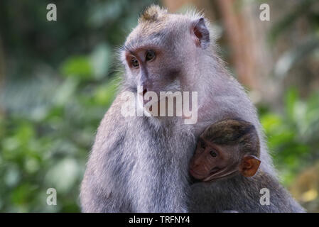 Weibliche Affe ihr Baby Holding in den Heiligen Affenwald in Ubud, Bali Stockfoto