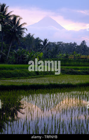 Mount Merapi, Java und Reisfelder Stockfoto