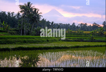 Mount Merapi, Java und Reisfelder Stockfoto