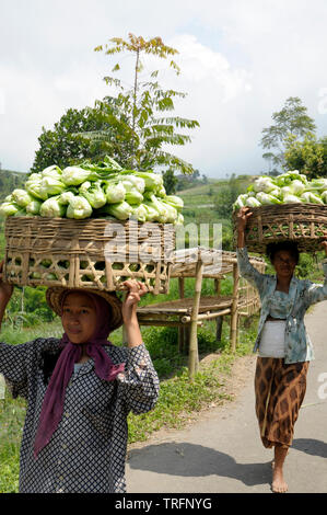 Landwirtschaft Gemüse, Java, Zentraljava, Indonesien Stockfoto