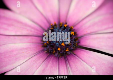 Rosa Blütenblätter und Lila disk Blümchen des Afrikanischen Daisy Osteospermum Blume Nahaufnahme Stockfoto