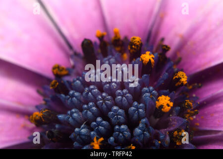 Extreme Nahaufnahme der blaue Scheibe röschen Eröffnung gelben Pollen in einem rosa African Daisy zu lösen Stockfoto