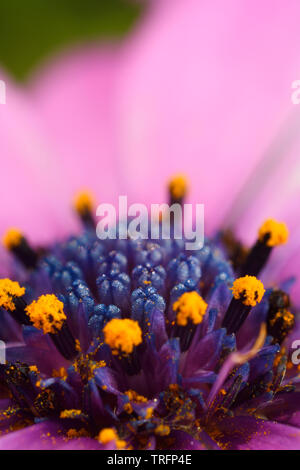 Extreme Nahaufnahme der blaue Scheibe röschen Eröffnung gelben Pollen in einem rosa compound Blume African Daisy zu lösen Stockfoto