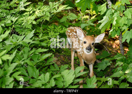 Tag alten wackligen Fawn mit Spots versteckt in Wäldern, während Mutter ist die Nahrungssuche Toronto Stockfoto