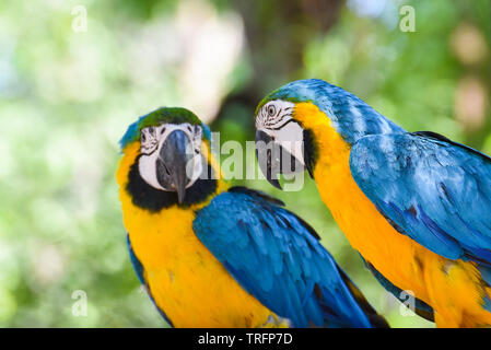 Ara Papagei Vogel auf Zweig Baum auf Natur Grün/Gelb und Blau Tragfläche ara Ara ararauna Stockfoto