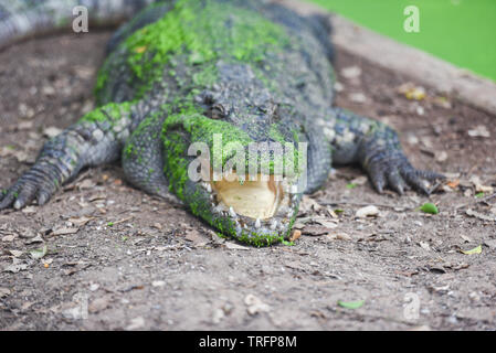 Krokodil liegend auf dem Boden mit grünen Wasserpflanzen auf Haut Alligator-selektiven Fokus Stockfoto