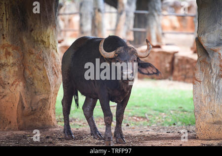 Wald Buffalo/African Buffalo Wild lebende Tiere am Bauernhof zoo im Nationalpark Stockfoto