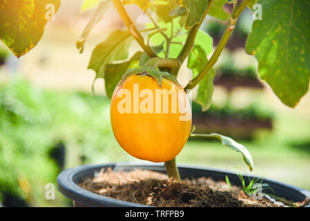 Riesige Auberginen hängen an der Niederlassung des Baums/Gelb Aubergine im Topf im Garten wächst Stockfoto