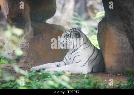 Weißer Tiger liegend auf dem Boden in Bauernhof zoo im Nationalpark/Bengal Tiger Stockfoto