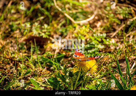 Tagpfauenauge auf einem Löwenzahn Blume Stockfoto