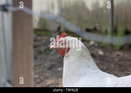 Ein weißes Leghorn-Freilandhühnchen in ihrem Anwesen auf einer organischen DeKalb County Farm in der Nähe von Spencerville, Indiana, USA. Stockfoto