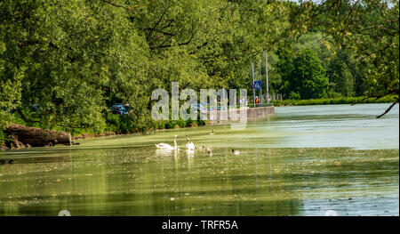 Schwäne und Enten nebeneinander schwimmen auf der Isar in München, Deutschland Stockfoto