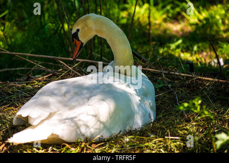 Ein Schwan brütet die Eier in einem umzäunten Gehege durch einen Fluss von Störungen zu schützen, bis die Eier schlüpfen. Stockfoto