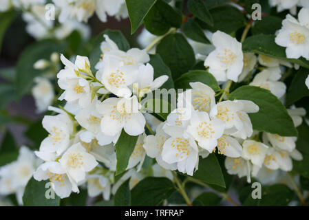 Cornus alba 'Sibirica Coronarius (süße mock orange, Englisch hartriegel) white spring flowers Stockfoto